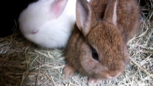 子ウサギ2