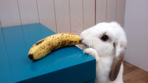 バナナだ！