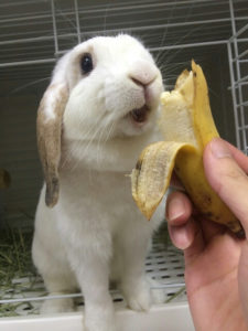 うさぎ-バナナを食べるとにっこり