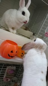 小さなかぼちゃと大きなかぼちゃ！5