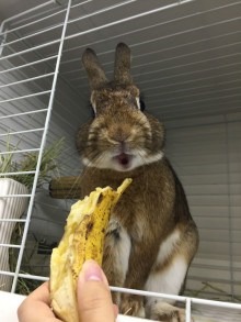 バナナおいしい