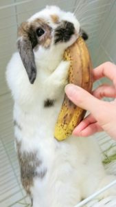 バナナだけは特別なんです！8
