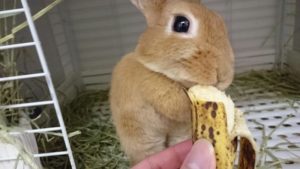 バナナだけは特別なんです！10