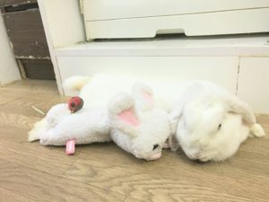 うさぎのましゅまろとうさぎのモフィ9