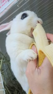ミッシュちゃんのバナナだょ！2
