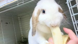 ミッシュちゃんのバナナだょ！1