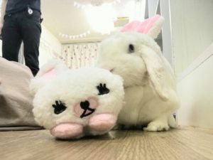 うさぎのましゅまろとうさぎのモフィ8