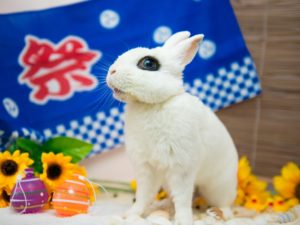 東京都内のうさぎカフェ 東京都内のうさぎカフェ