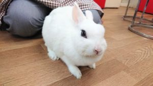 すだちくんがうさびびをパトロール♪～びび様の様子は？9