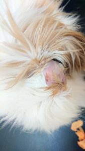 たれみみになったびび様とたまの様子9