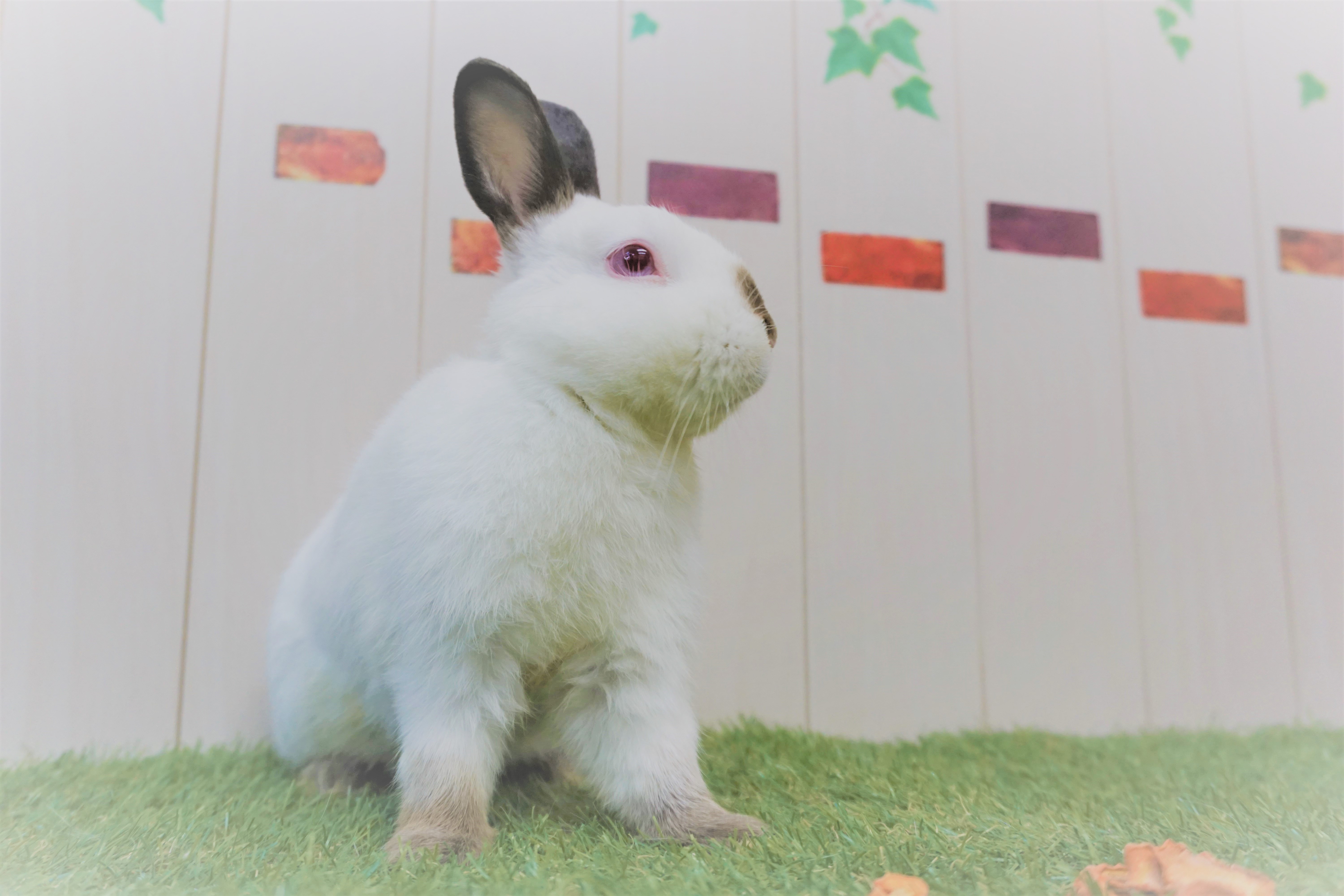 最高アルビノ うさぎ 最高の動物画像