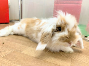 うさぎさんに乳酸菌を与えるのは本当に身体によいの