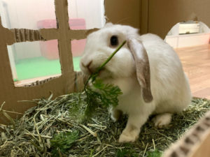 ミッシュちゃんがお月様に帰りました