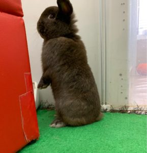 うさぎホテル7月13日