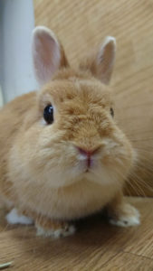うさぎホテル9月24日