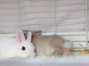 うさぎさんお迎えしました！「ちびび（仮）とゆず」 