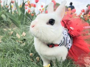 びび様」の記事一覧