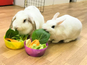 びび様 お月様へ帰ってしまいました