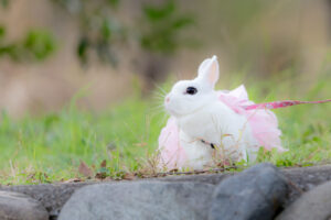 うさぎの種類『ARBA公認品種』全51種類