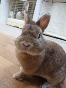 うさぎホテル5月23日