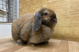 うさぎホテル5月16日
