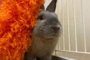 うさぎホテル9月12日