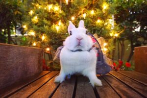 うさぎカフェうさびび【池袋】のうさぎさん達の紹介