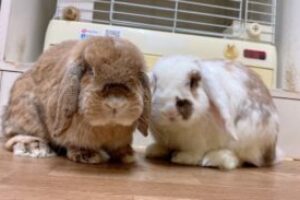うさぎホテル4月21日