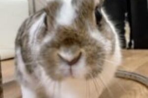 うさぎホテル4月14日