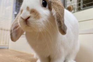うさぎホテル4月26日