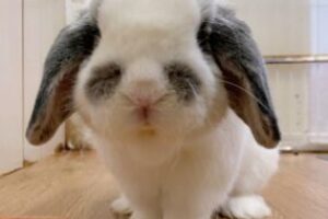 うさぎホテル5月2日