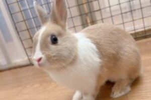 うさぎホテル5月6日
