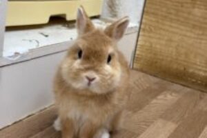 うさぎホテル10月30日