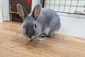 うさぎホテル10月25日