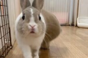 うさぎホテル10月21日