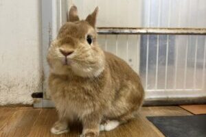 うさぎホテル11月18日