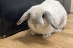 うさぎホテル11月23日