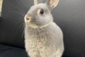 うさぎホテル11月11日