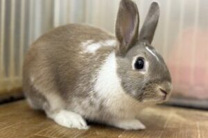 うさぎホテル11月3日