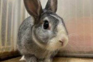 うさぎホテル12月15日