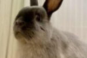 うさぎホテル12月27日