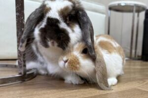 うさぎホテル12月5日