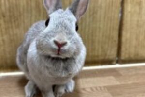 うさぎホテル12月20日