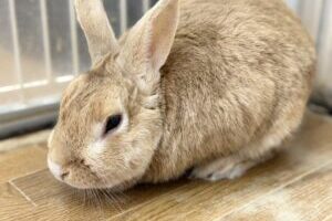 うさぎホテル1月6日