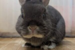 うさぎホテル1月1日