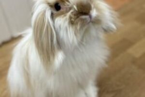 うさぎホテル2月9日