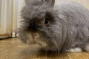 うさぎホテル2月12日