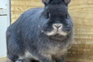 うさぎホテル3月5日