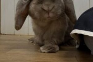 うさぎホテル3月22日