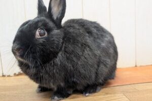 うさぎホテル3月31日